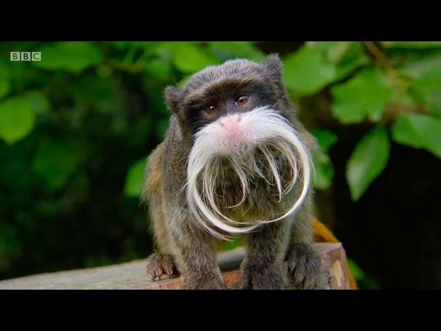 BBC The Zoo series 1 episode 1 -  The Big Bang