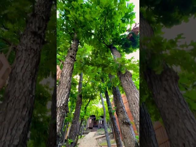 «ЛЕСНАЯ СКАЗКА» #варваровка #леснаясказка #anapa #варваровкаанапа #природа #летовлесу #shorts
