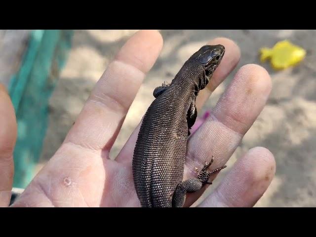  Прыткая ящерица уникальной расцветки / ловим ящериц 