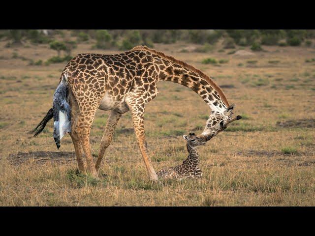 Giraffe Giving Birth In The Wild