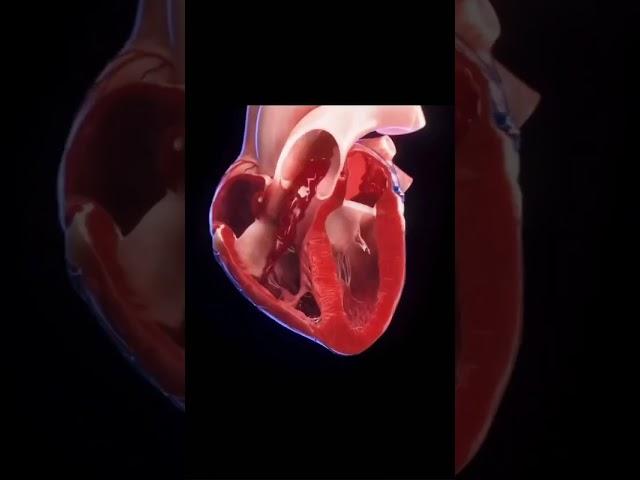 Kalp Atışı - Heartbeat