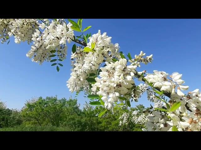 Метод Стоянова. АКАЦИЯ и сон на ульях.