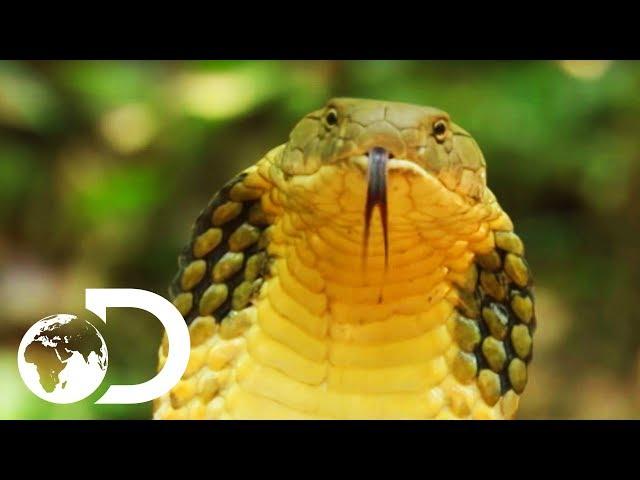 Longest Snake On Earth Eats A Deer Whole | Wildest Islands Of Indonesia