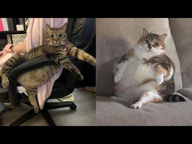 Try Not To Laugh  New Funny Cats Video  - Just Cats Part 14