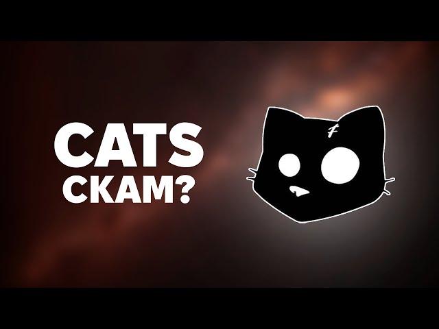 МЕМ CATS СКАМ? - РОЗРОБНИКИ ВІДРЕАГУВАЛИ