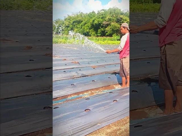 penyiraman lahan pertanian bermulsa sebelum proses tanam cabe #shorts