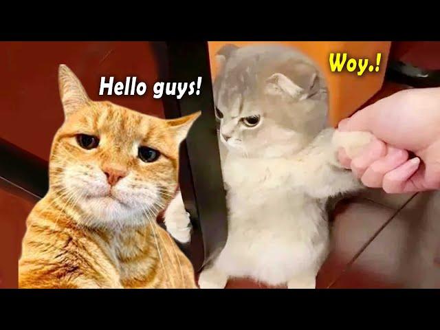 You Laugh You Lose  1 Hour Funny Cat Video Going Viral in Internet 2024 ~ Tiktok Funny Cat Videos