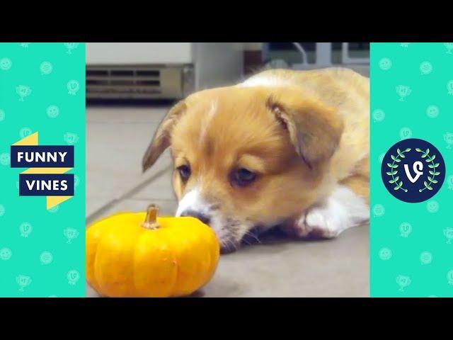 Viral Cute and Funny Animals Compilation 2017 | Funny Vines