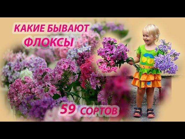 Флоксы сорта с фото и названиями. 59 красивенных сортов!