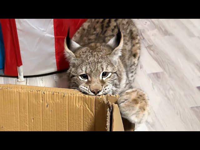 LYNX, RACCONS AND A PIG HELP DECORATE THE CHRISTMAS TREE