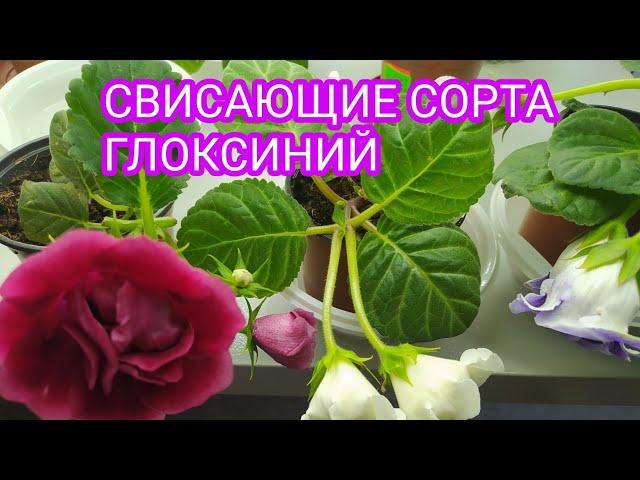 СВИСАЮЩИЕ СОРТА ГЛОКСИНИЙ, ЦВЕТЕНИЕ