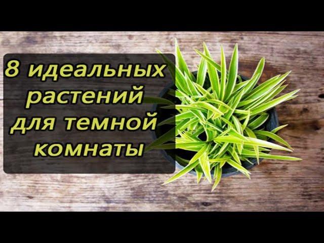 8 идеальных РАСТЕНИЙ для темной комнаты!