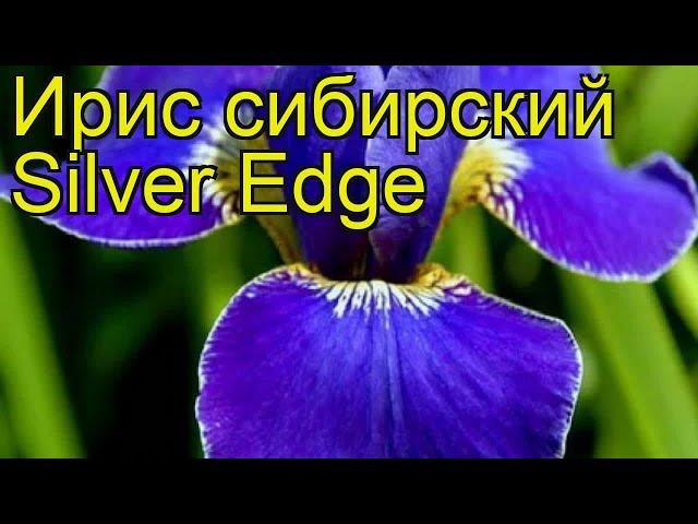 Ирис сибирский Силвер Ейдж. Краткий обзор, описание характеристик iris sibirica Silver Edge