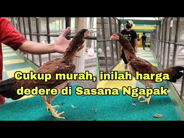 Cukup murah, harga dedere di Sasana Ngapak  Purwokerto