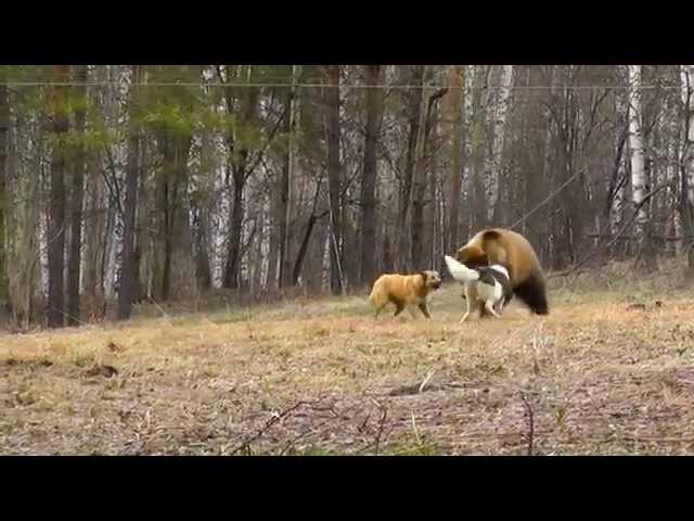 всл кедр всл луша таргай 20014 г таргай