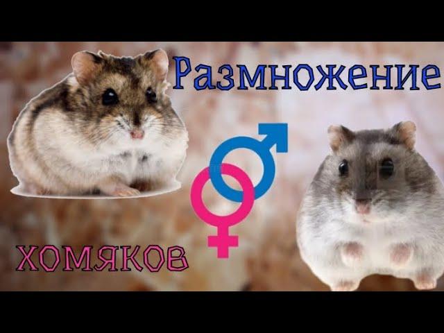 Размножение хомяков #2