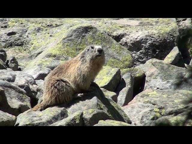 l'hiver est fini - chut Marmottes!