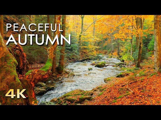 4K Autumn Forest - Relaxing Nature Video & River Sounds - NO MUSIC - 1 hour Ultra HD 2160p