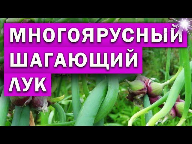 Многоярусный, шагающий лук. Посадка и уход.