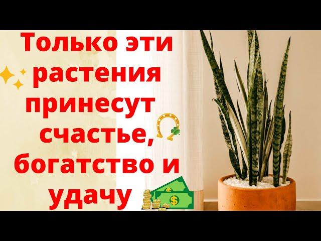 ОБЯЗАТЕЛЬНО ПОСТАВЬТЕ ЭТИ ЦВЕТЫ В ДОМЕ! Растения, которые приносят удачу, счастье и богатство!