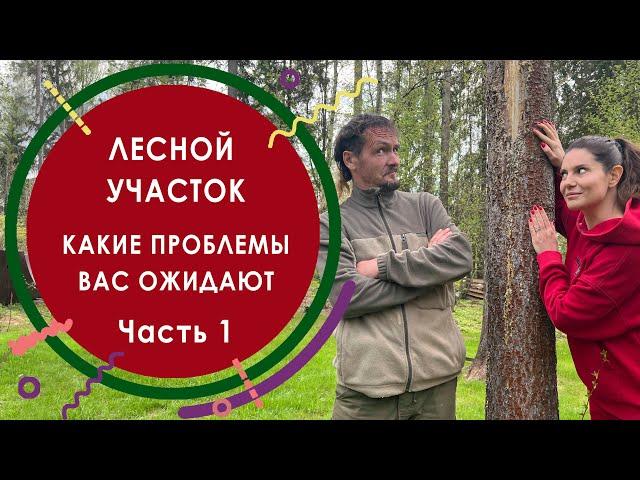 Лесной участок. Какие проблемы вас ожидают