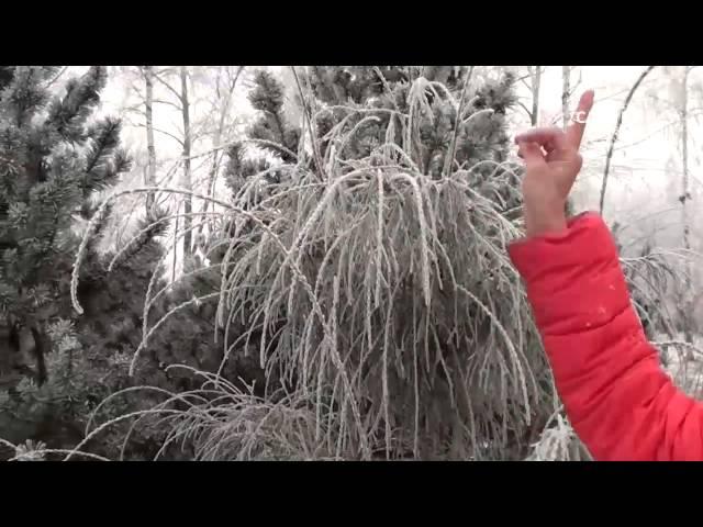 Хвойные растения для сада туя и можжевельник. Сайт "Садовый мир"