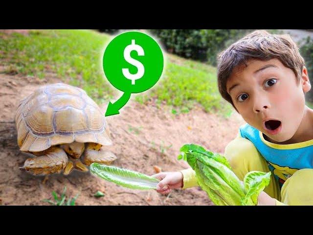 Buying a *NEW* African Sulcata Tortoise!! (Giant Tortoise)