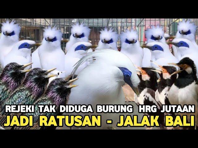 LANGSUNG DI OBRAL JALAK BALI MULAI 600 RIBUAN DI PASAR BURUNG PRAMUKA..!!