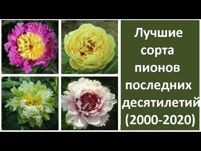  Лучшие сорта пионов последних десятилетий (2000-2020)