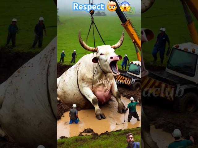 Rescued a pregnant cow from muddy field #humanity #cow #cowlover #animals #petlover #rescueteam