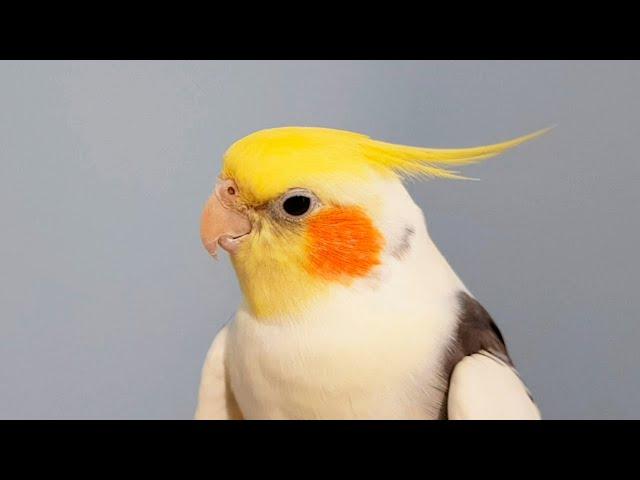 Timoshka the Talking Cockatiel saying - Listen to what this brilliant talking cockatiel can say