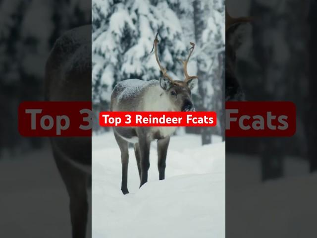Reindeer are incredible! #animalfacts #animals #reindeer