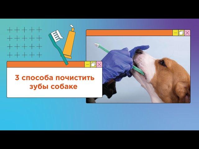 Как легко чистить зубы собаке? 3 способа почистить зубы собаке