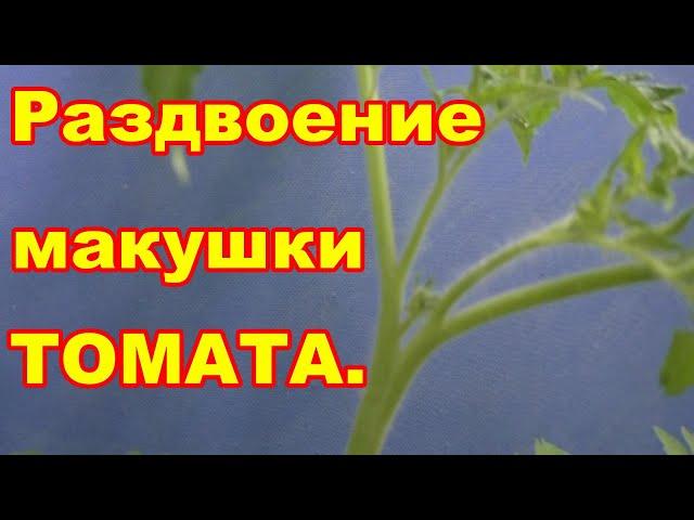 Раздвоились макушки у томатов,что делать?