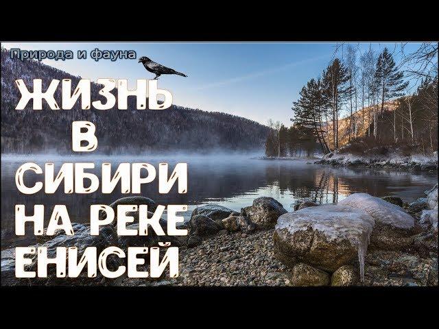 Жизнь в Сибири на реке Енисей. Жизнь в России. Life in Siberia on the Yenisei river. life in Russia