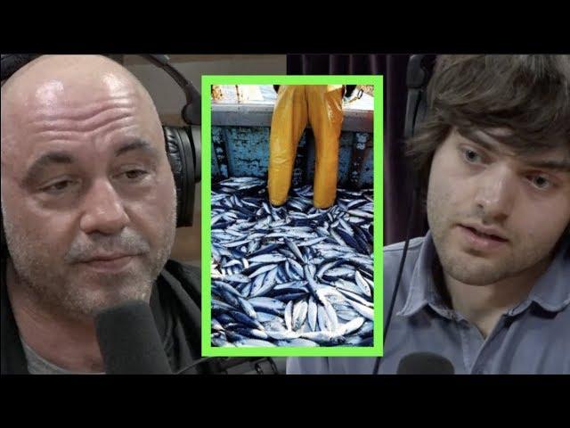 Where Technology and Morality Meet w/Boyan Slat | Joe Rogan