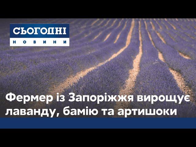 Бамія, лаванда, артишоки: фермерка із Запоріжжя вирощує традиційну французьку культуру