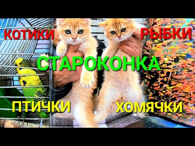 Староконный рынок Одесса. Кошки. Рыбки. Птички. Хомячки. Геконы. Продажа животных. Коты. #зоотроп