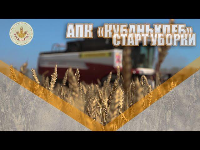 УБОРОЧНАЯ СТРАДА-2024 в АПК "Кубаньхлеб" | Озимая пшеница | Сорта Кубань |Юбилейная 100