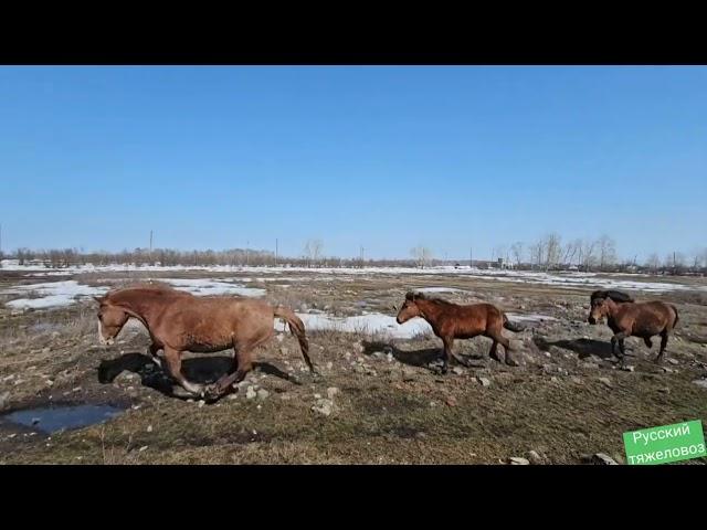 Весна Перегон табуна на дальнее пастбище.