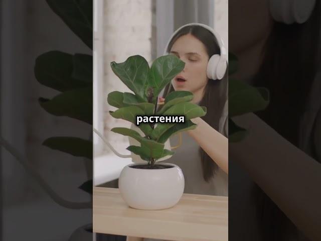 Удивительные факты о комнатных растениях!