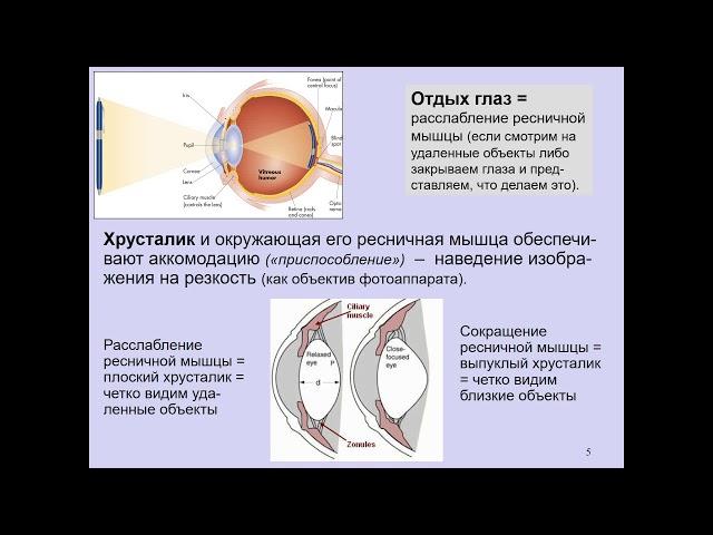 Дубынин В. А. - Физиология сенсорных и двигательных систем - Зрение и глаз