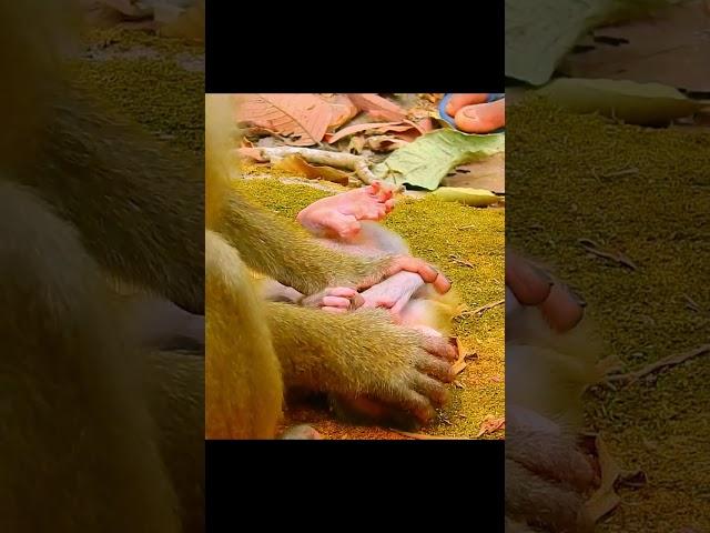 Owner and Baby monkey??? #monkey #rainbow monkey