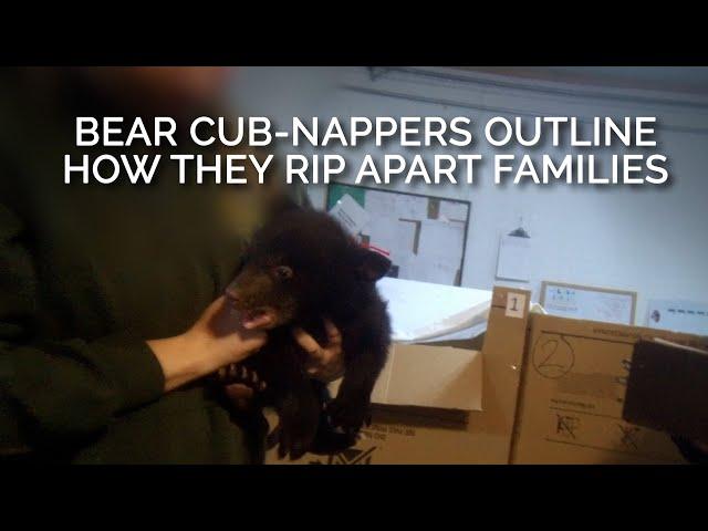 Bear Cub-nappers Outline How They Rip Apart Families