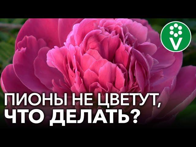 ПОЧЕМУ НЕ ЦВЕТУТ ПИОНЫ? Ошибки цветоводов из-за которых пионы не цветут