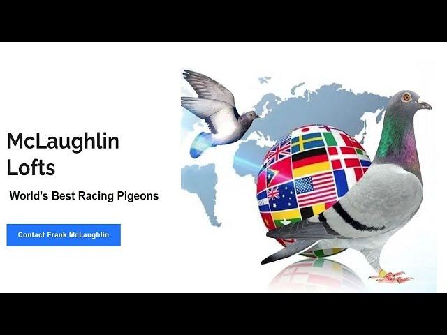 Ask Frank -McLaughlin Lofts Live Stream #7 -The Art of Racing Pigeons