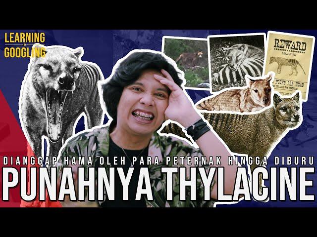 Punah Karena Lupa Dimasukin Kandang & Dibuang Ke Tempat Sampah? Thylacine |Learning By Googling #130