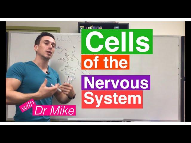 Cells of the Nervous System (Neurons and Glia)