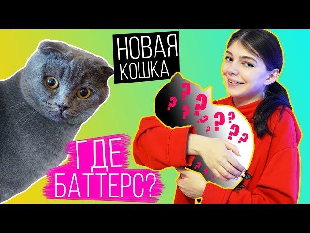 ВЗЯЛИ НОВОГО КОТЕНКА? | БАТТЕРС ВЕРНУЛАСЬ?