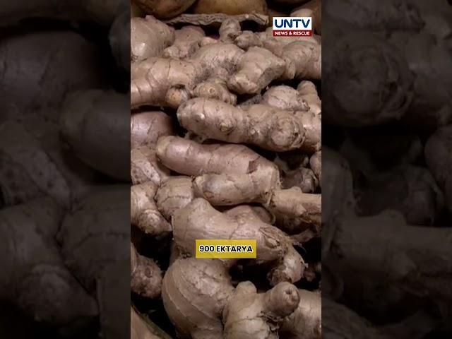 Nueva Vizcaya, kinilala bilang Ginger Capital of the Philippines